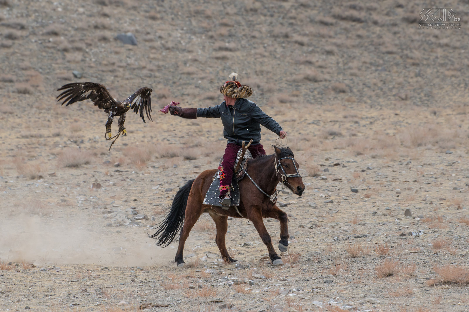 Ulgii - Golden Eagle Festival De Kazakse adelaarjagers rijden op kleine maar zeer snelle en behendige paarden die een zeer goede uithouding hebben. Stefan Cruysberghs